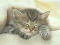 So C Un ChAt QuE j'aI PrIs SuR Le NeT